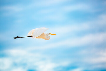 The stork bird flies in the sky. Newborn pregnancy and childbirth concept with space for text. White stork close-up. Heron walking on a green meadow.