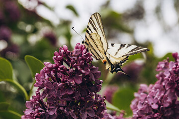 Butterfly eats pollen on a blooming lilac.