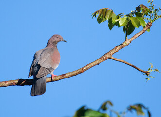 The near threatened Plain Pigeon 