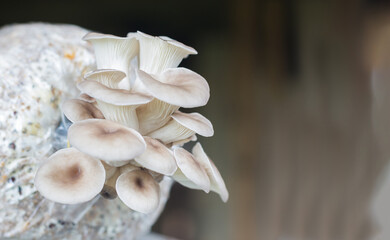 Closeup fresh oyster Mushroom, mushroom growing on plastic bag cultivation Fresh organic Indian Oyster mushroom.