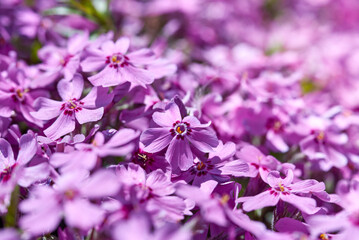 Fototapeta na wymiar Ground cover carpet purple flowers, floral background.