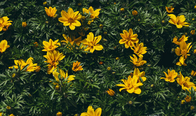 Gros plan de champs de fleurs jaune