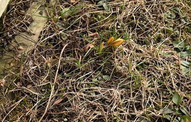 spring crocus flowers