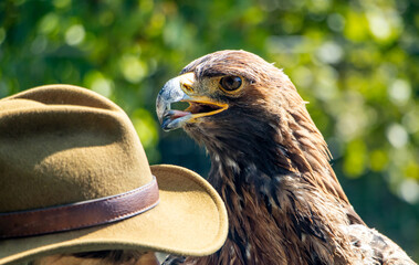 A Golden Eagle (Aquila chrysaetos) with a hat his breeder
