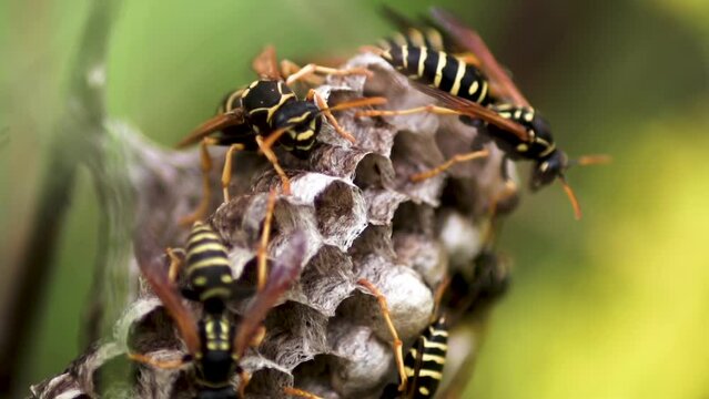 Close up. Insects. Vespiary. Wasps build a hornet's nest. Honeycombs of a hornet's nest