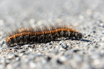 The caterpillar of the fox moth - Macrothylacia rubi, crawls on the road