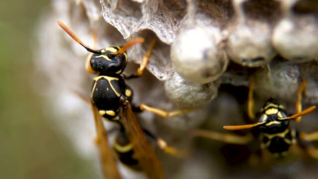 Close up. Vespiary. Wasps in a wasp nest. Honeycombs of a hornet's nest. Insects.