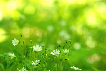 Beautiful wild Daisy flowers chamomile. Spring summer background. Beautiful meadow field. Shallow DOF, blurred