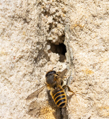 The solitary honey bee arrive at front of a hole - entrance to her nest in wall of a old house.