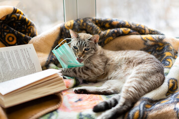 a cat with a book and a plaid lies on a windowsill. better at home, quarantine, a cozy place to read and relax. pet puts on a medical mask. Blurred background outside the window. cute pussy