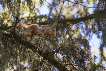 Photo of a squirrel outdoors in the forest