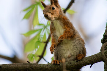 Photo of a squirrel outdoors in the forest