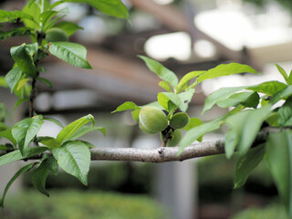 ハナモモの熟していない実