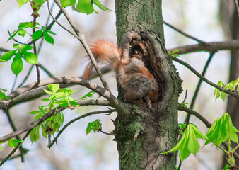 Photo of a squirrel outdoors in the forest