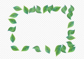 Green Leaves Abstract Vector Transparent