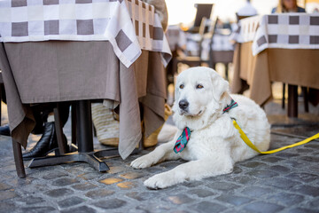 Maremmano abruzzese sheepdog sitting near the table at italian cafe terrace. Adorable huge white...