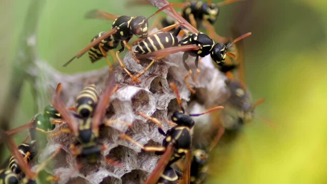 Close up. Insects. Wasps in a hornet's nest. Vespiary