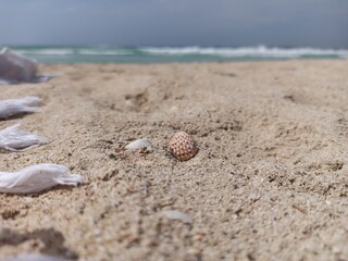 Shell on the beach