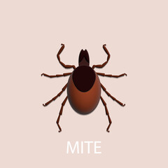Tick on white background. Insect. 3D illustration.
