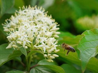 Fototapeta premium bee on a flower