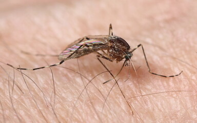 Banded mosquito, Culiseta annulata  
