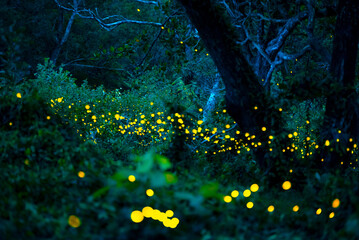 Firefly flying in the forest. Fireflies in the bush at night at Prachinburi, Thailand. Bokeh light...