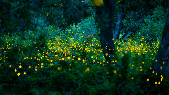 Firefly flying in the forest. Fireflies in the bush at night at Prachinburi, Thailand. Bokeh light of firefly flying in forest night time. Add noise and film grain, selective focus.
