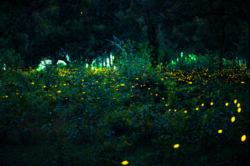 Firefly flying in the forest. Fireflies in the bush at night at Prachinburi, Thailand. Bokeh light of firefly flying in forest night time. Add noise and film grain, selective focus.