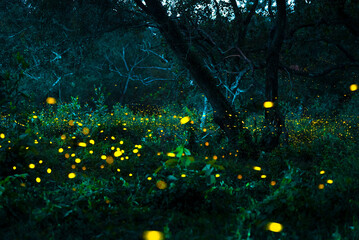 Firefly flying in the forest. Fireflies in the bush at night at Prachinburi, Thailand. Bokeh light...