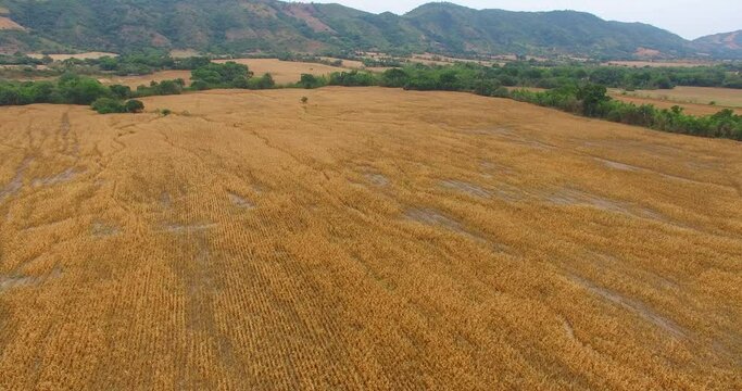 corn crop tolima in colombia