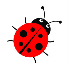 ladybug on white background