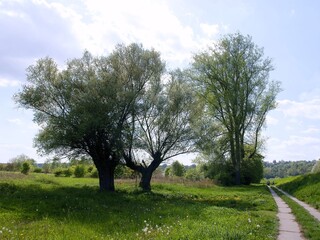 rural landscape with trees and spring flora 