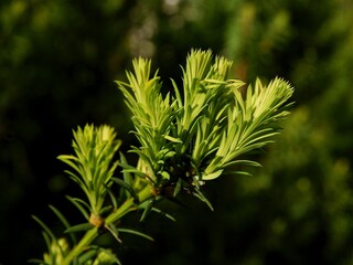 Yew-tree with growing green needles at spring close up,
