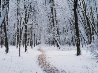 Cold winter forest with snow and hoarfrost. Atmospheric winter landscape. beautiful nature for background.