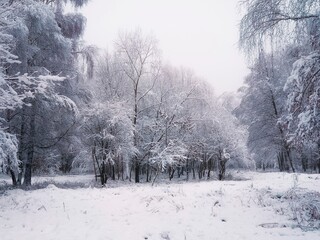 Cold winter forest with snow and hoarfrost. Atmospheric winter landscape. beautiful nature for background.