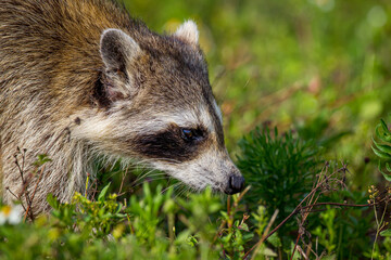 Close up of raccoon sniffing for food
