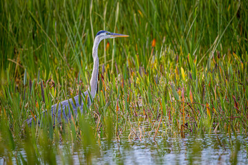 Great blue heron wades through the high grasses in Viera Beach