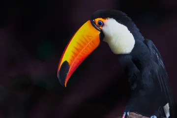 Selbstklebende Fototapeten toco toucan in closeup profile facing left.tif © Jo