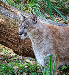 The rare and endangered Florida panther facing left