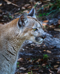 Young Florida panther in close up profile facing right
