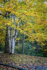 Yellow fall leaves of the birchtree in forest