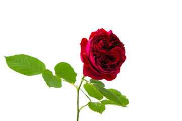 red rose isolated