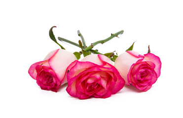 pink rose isolated