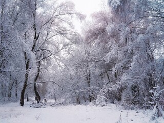 Bright winter forest. Trees are covered with snow and frost. Morning in the cold woods.