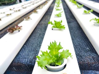 Hydroponics salad cultivation  safe and fresh