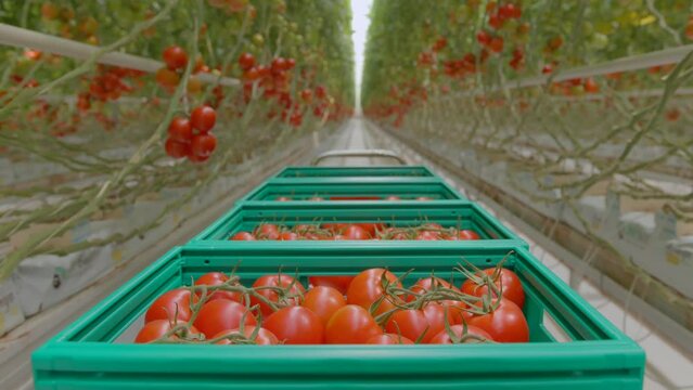 Tomatos are harvested, packed in cases and being transported in a greenhouse.