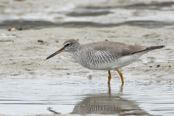 浅瀬の蟹を探すキアシシギ