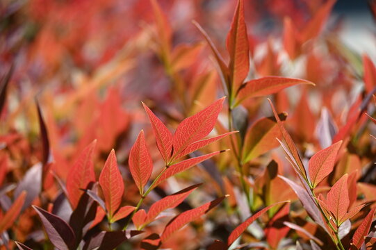 Nandina domestica commonly known as nandina, heavenly bamboo or sacred bamboo, is a species of flowering plant in the family Berberidaceae, Nandina domestica Fire Power.
