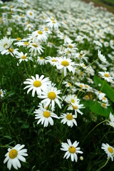 Fototapeta premium flowers that bloom in spring