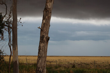 Tempestade com nuvem de rolo